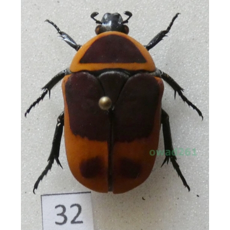 Pachnoda marginata peregrina Kolbe, 1906 ex. ovo Czad32
